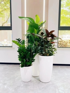 宁波慈溪盆景租摆哪家强？这里有你要的答案！